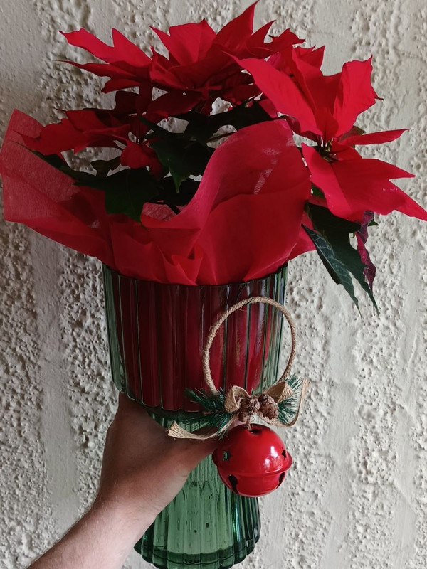 Flash Flowering Gift, Festive Poinsettias and EMUS!