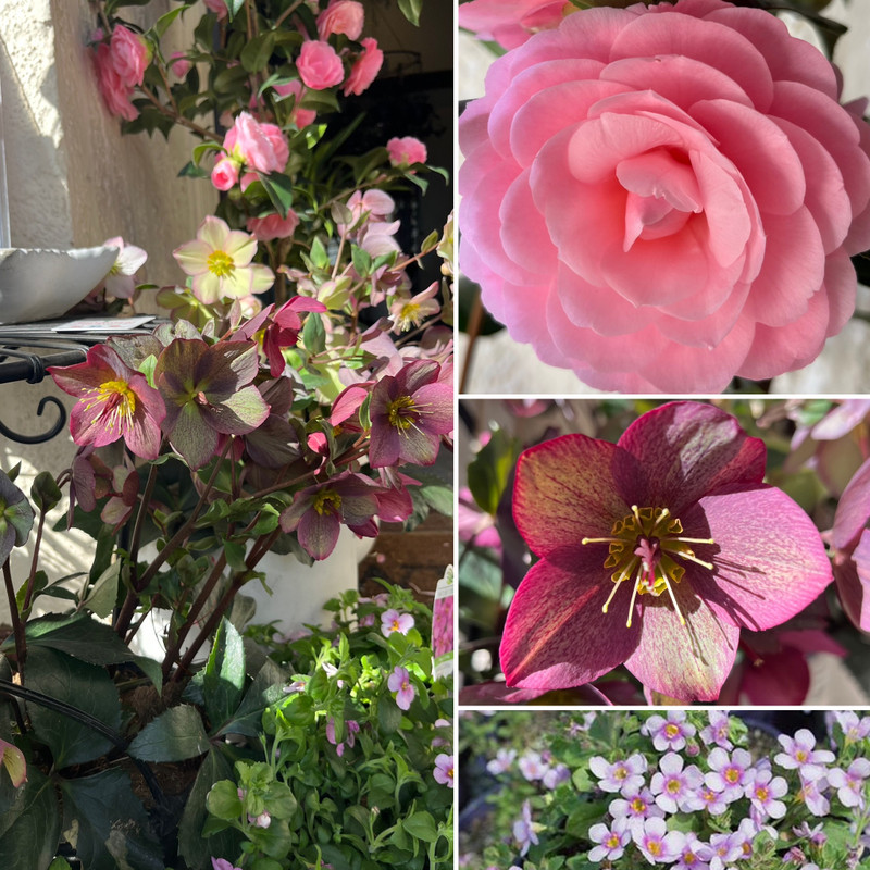 Spring Blooms Are HERE! Plus Get in for Dad's Day GIFTS