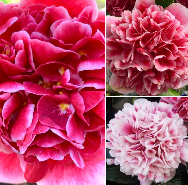 Fresh Season Winter Colour