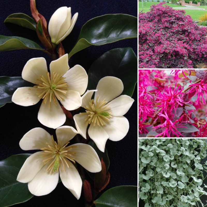 Fragrant Cinderella, Pretty Primrose and Hardy Indoors