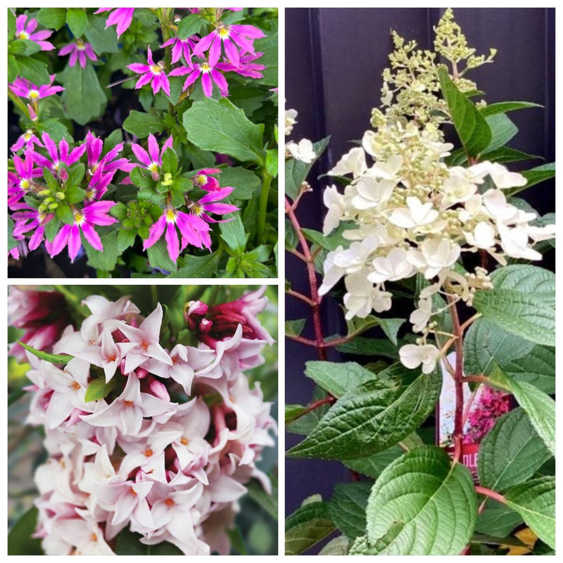 Autumn Classics in Pink & White