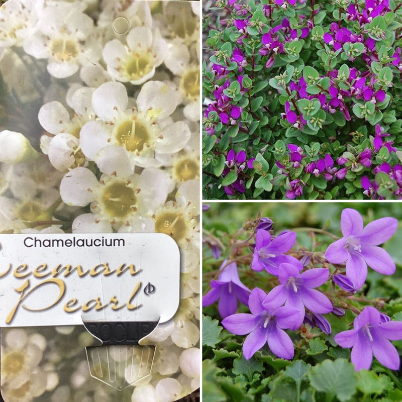 Modern Native Blooms Classic & Wild