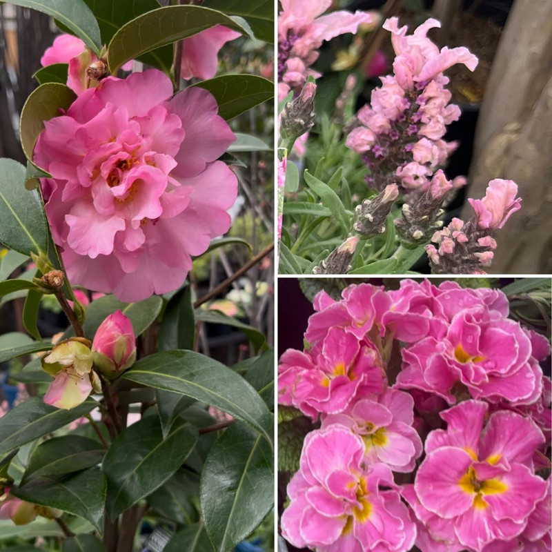 Gorgeous Pinks! PLUS Spring Veg NOW IN