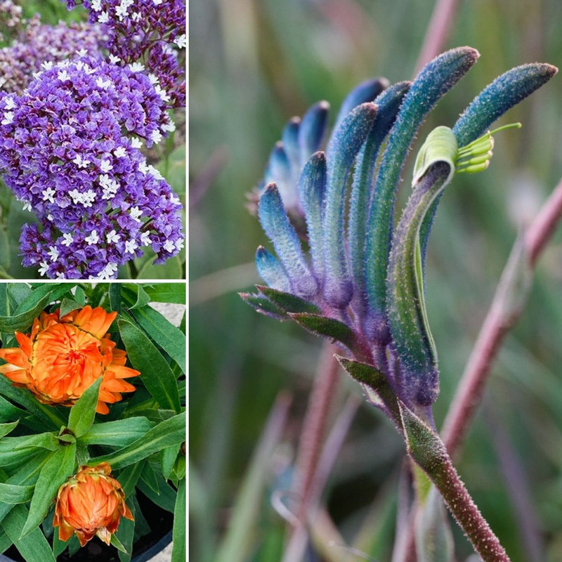 Lavender & Purple Kpaw WOW!