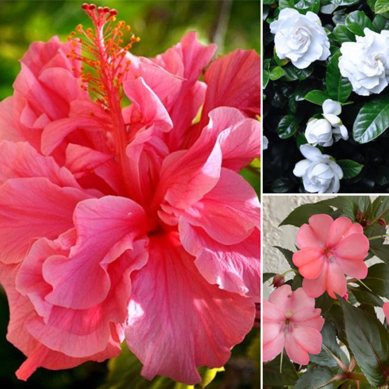 Beautuful Blooms, Rhubarb & Strawberries