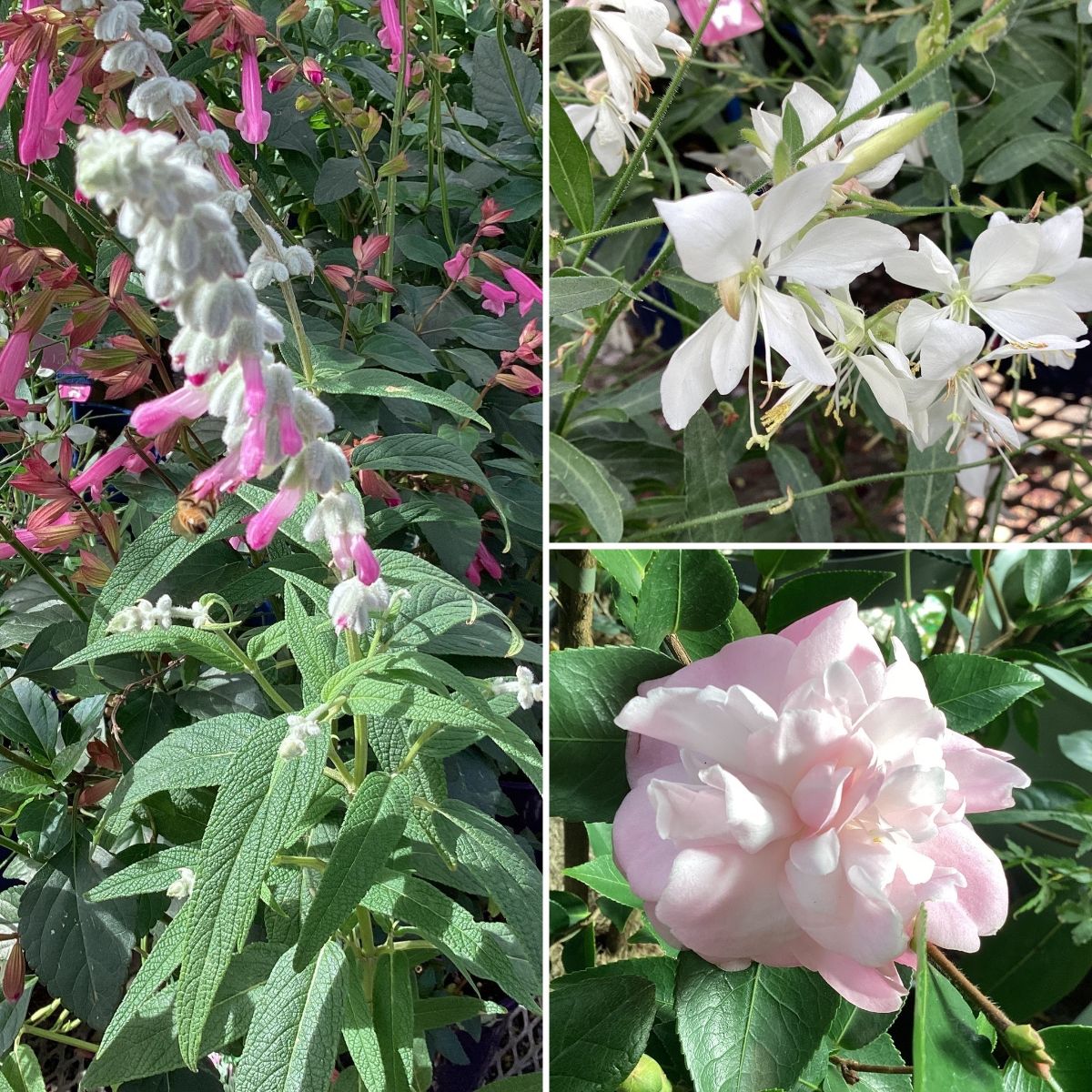 Soft Cottagey Autumn Blooms