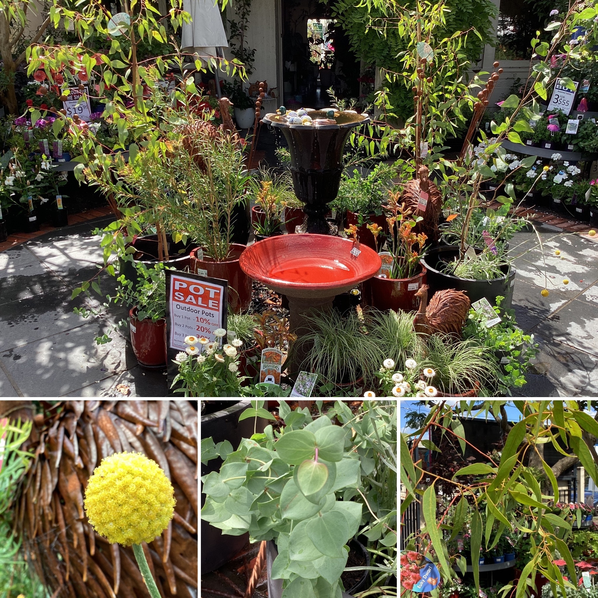 NATIVE CUT FLOWERS ICED LEMON VERBENA DRINK WHITE GERANIUM