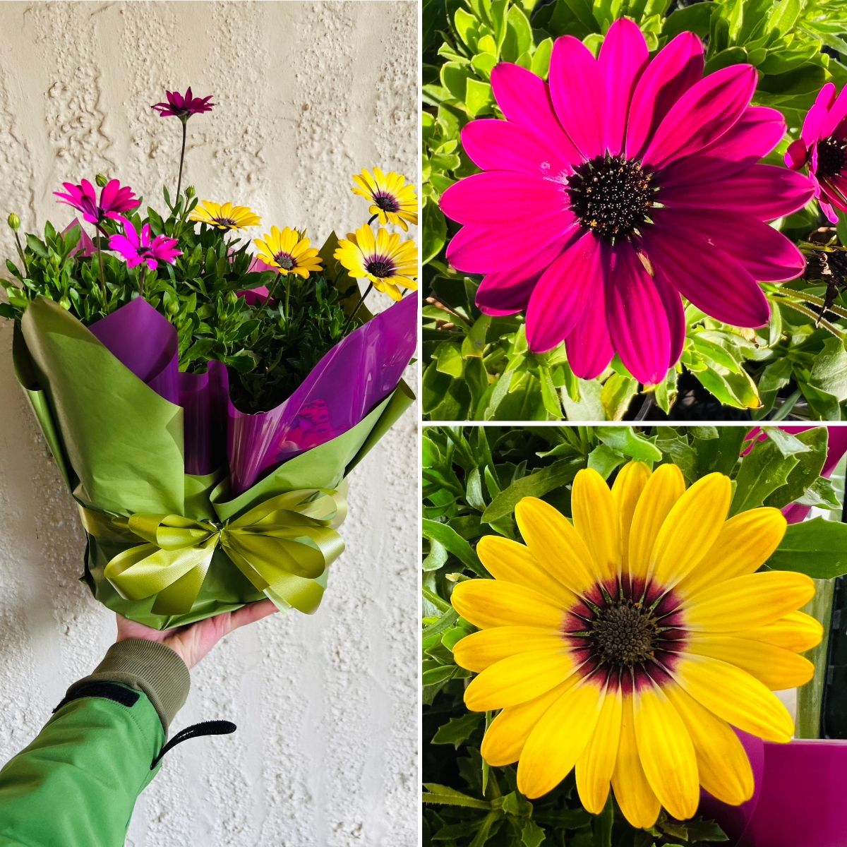 PRETTY PRIMROSE, Sublime Natives, Easy Indoors