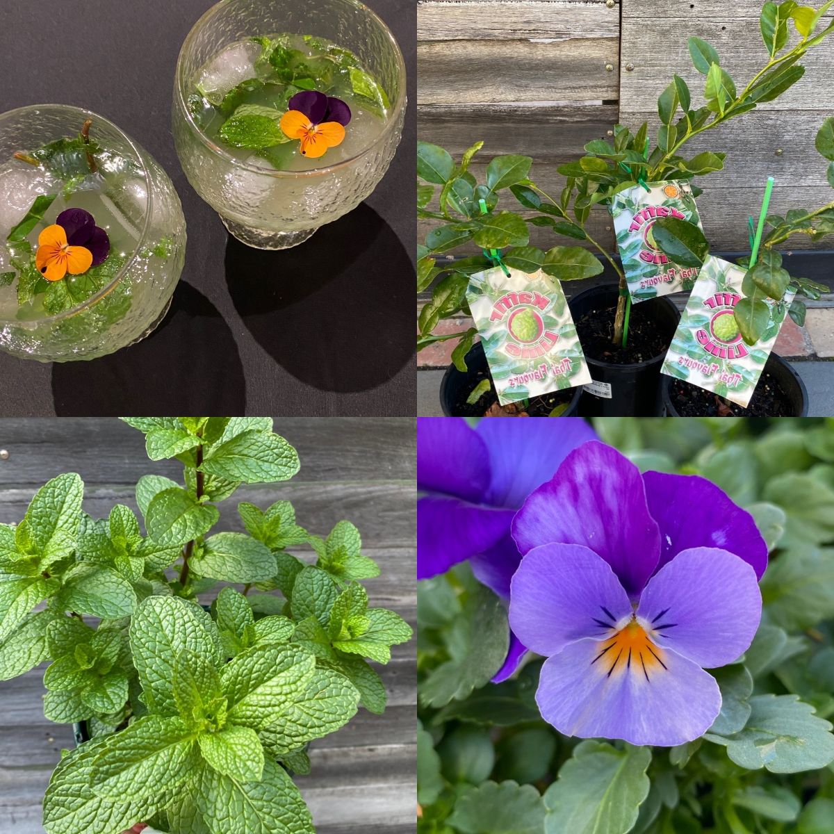 Home-made Mojitos, Luscious Strawberries