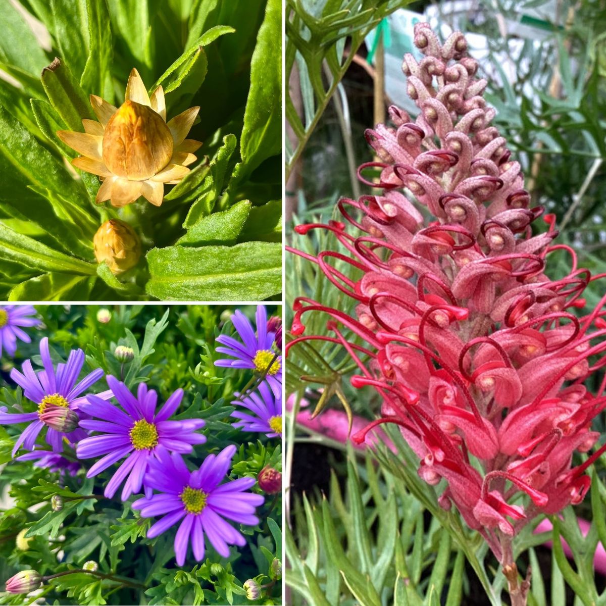 EASY CARE NAVIES & TOMATOES NOW IN!