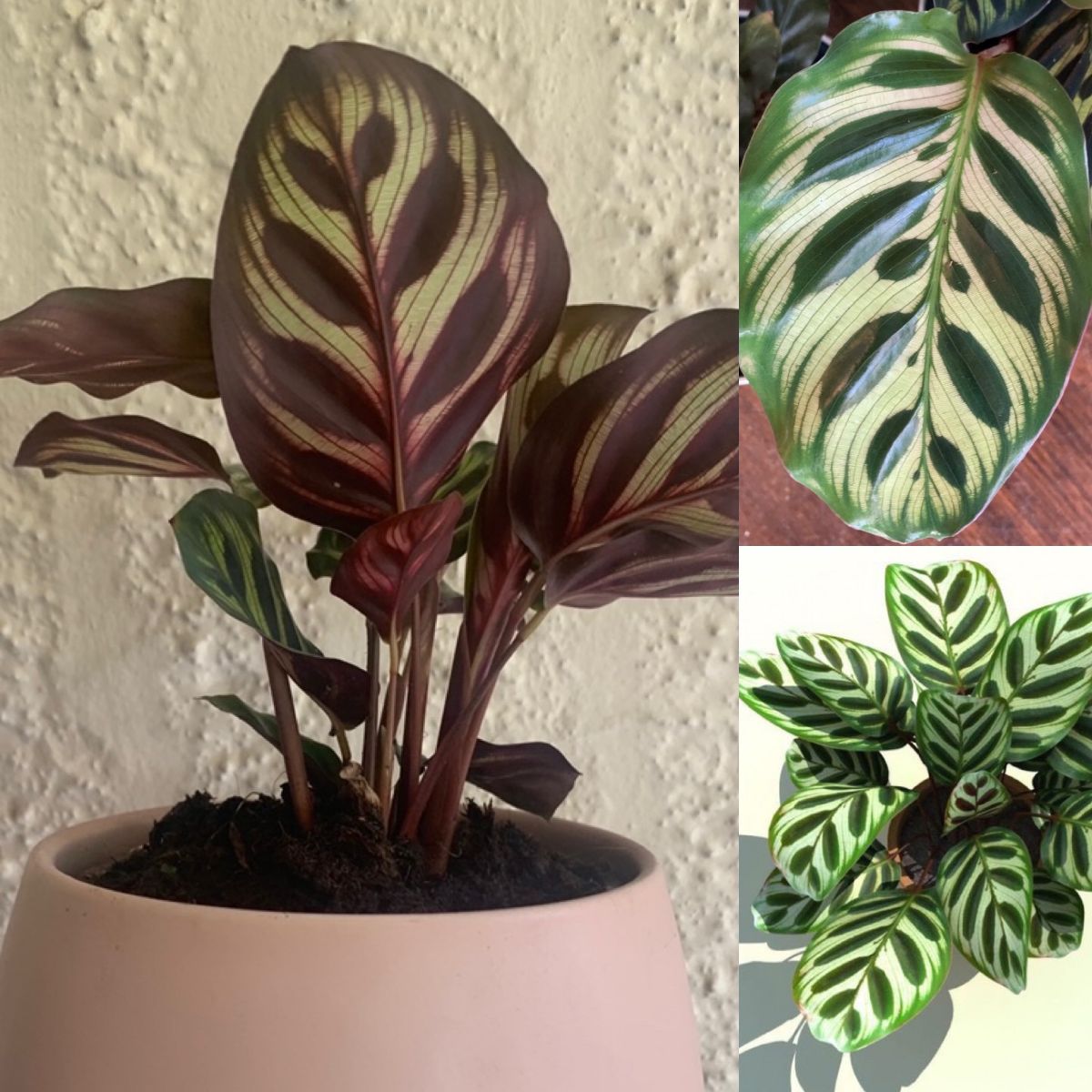 Amazing Azaleas, Bright Flames and Yummy Kale