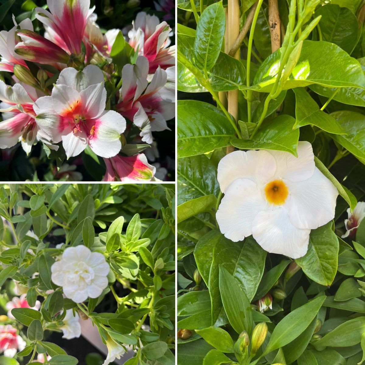 TERRIFIC TRUMPET FLOWERS