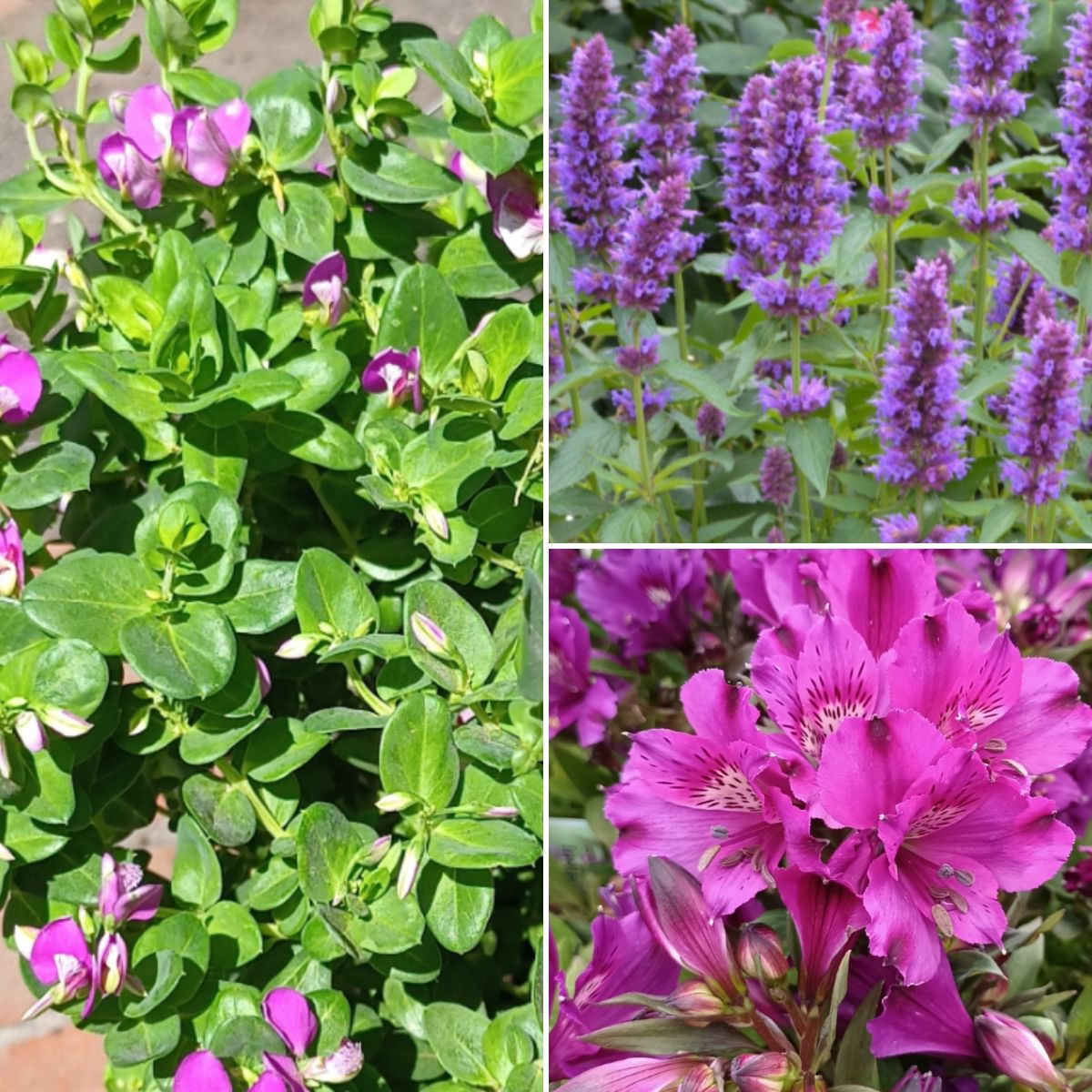 Carnivourous Plants, Powerful Purples & Spotty Begonias