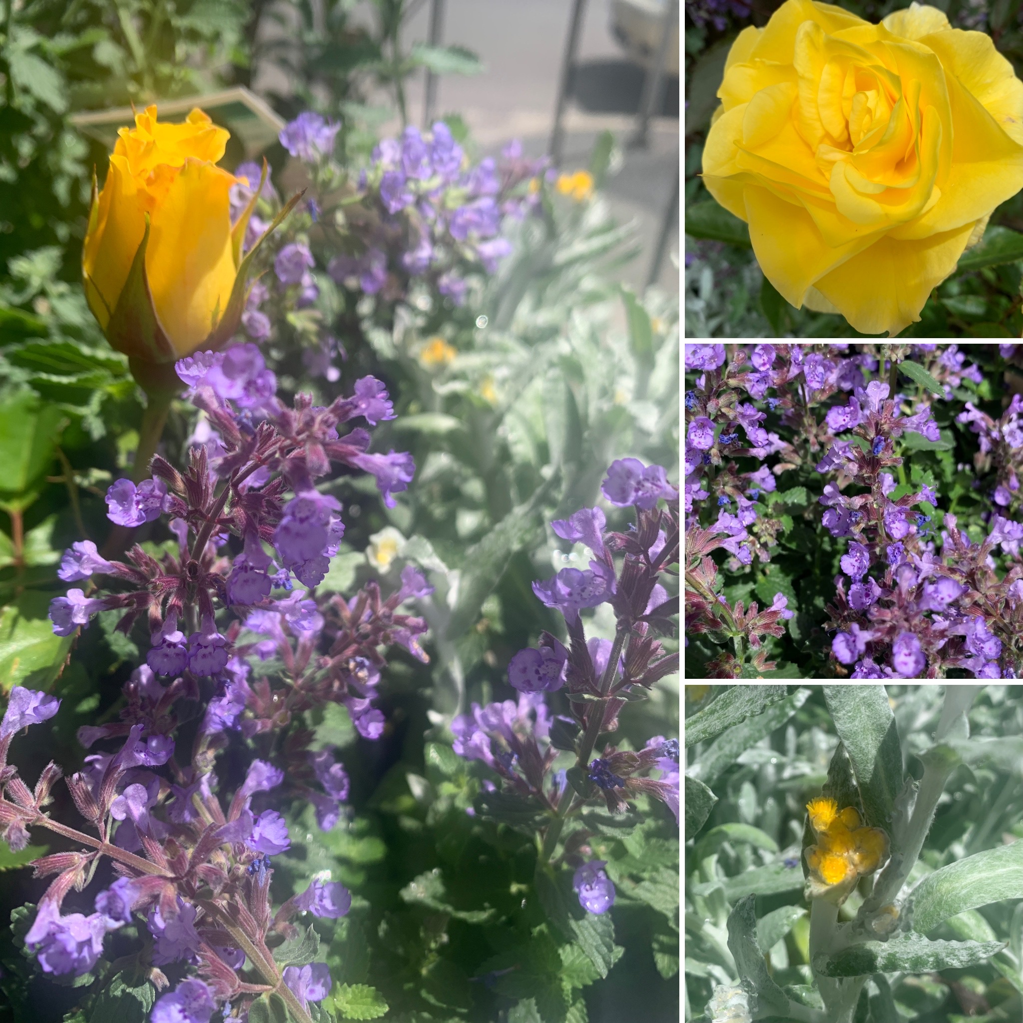 ROSES HAVE ARRIVED!  SMELL EARLY DAWN