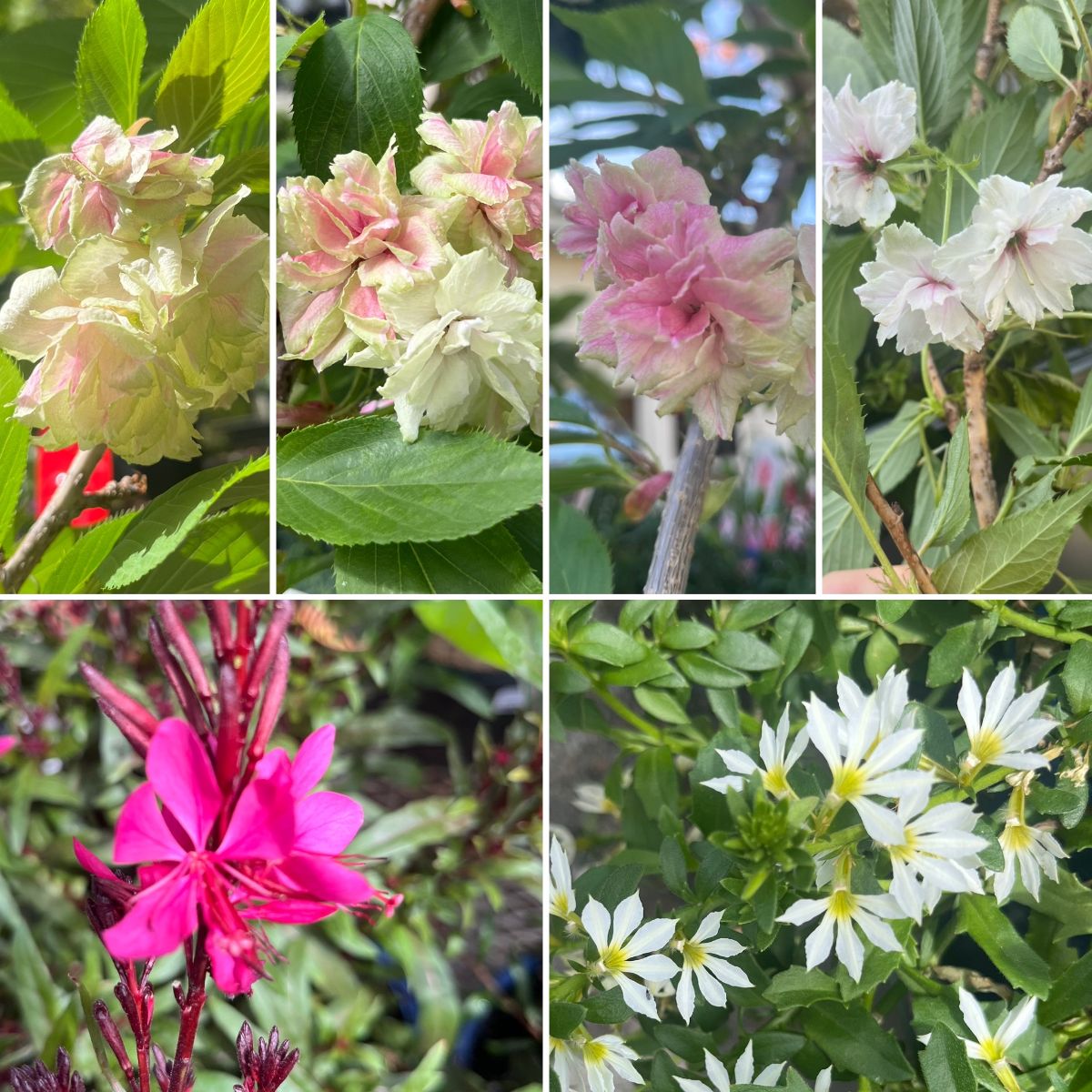 ROSES & EVERGREEN HYDRANGEAS NOW IN!