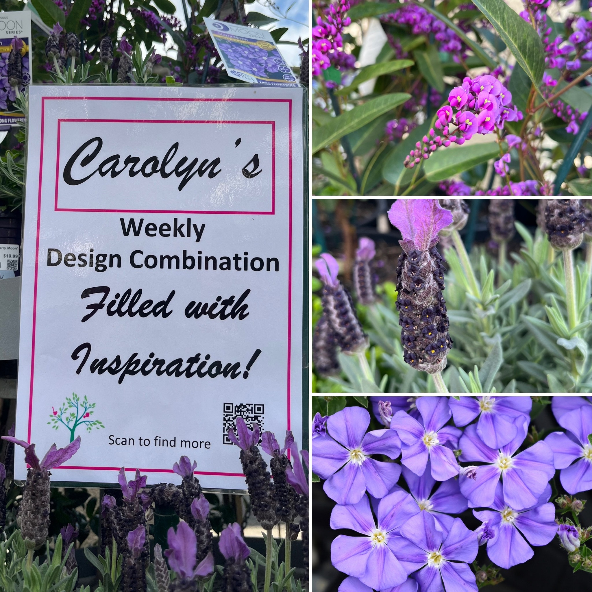 Pretty Purple filled with Inspiration! PLUS Fabulous Indoors & Ultralight Pots