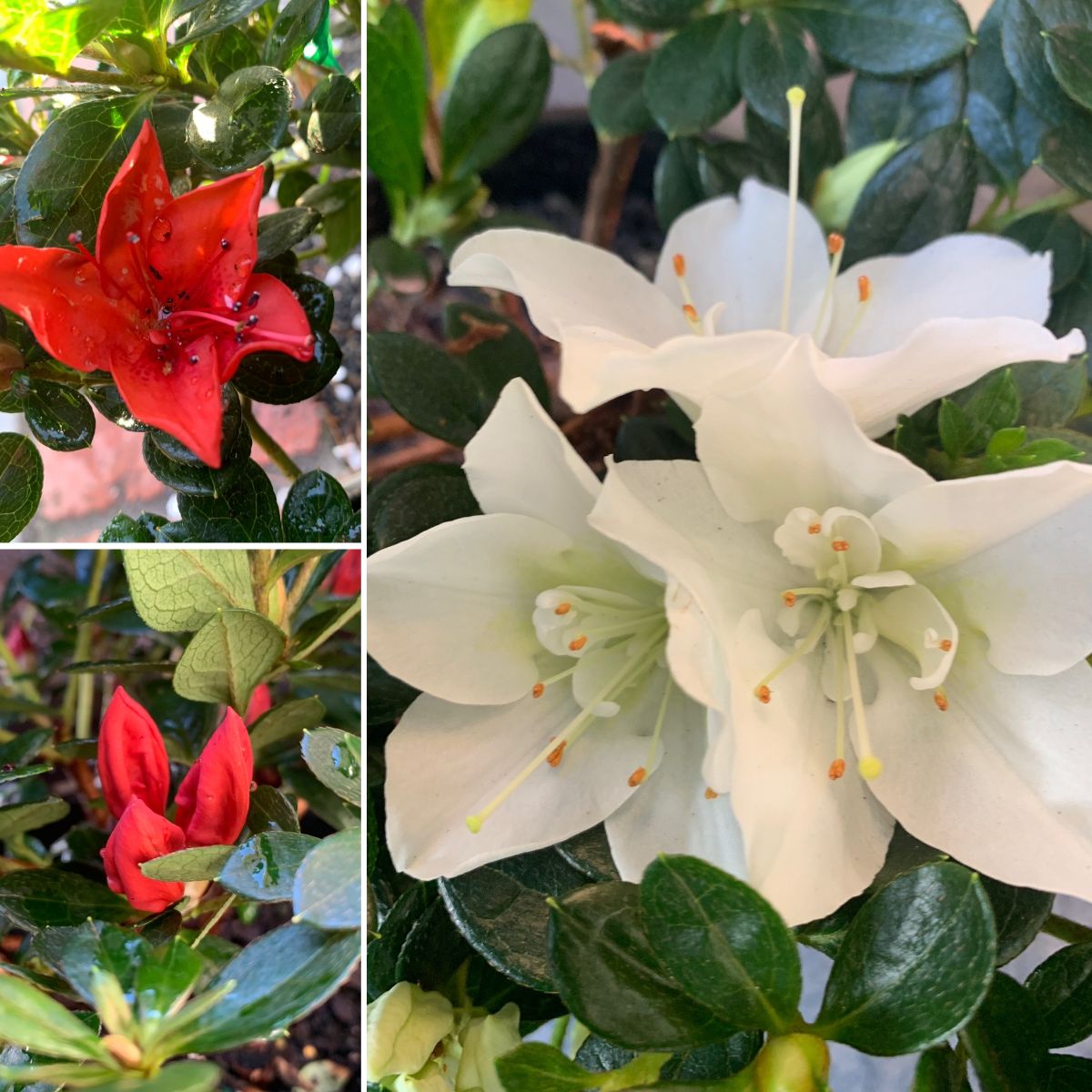 Gorgeous Gifts, Japanese Azaleas & Rhipper Indoors