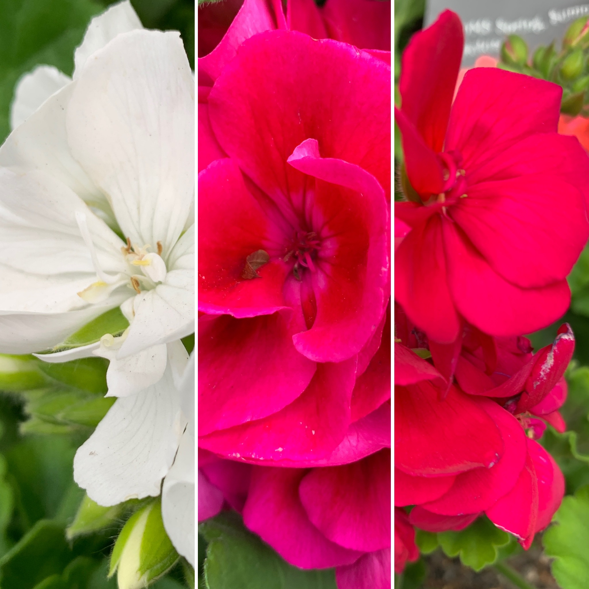 CUTE Ducklings! BIG GERANIUMS Brasil Indoor & ANZstunner TRIO