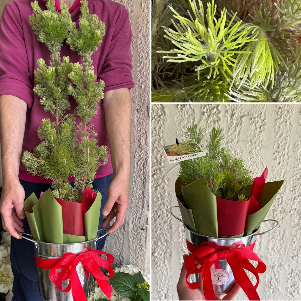 Enjoy a Native Bush Christmas!