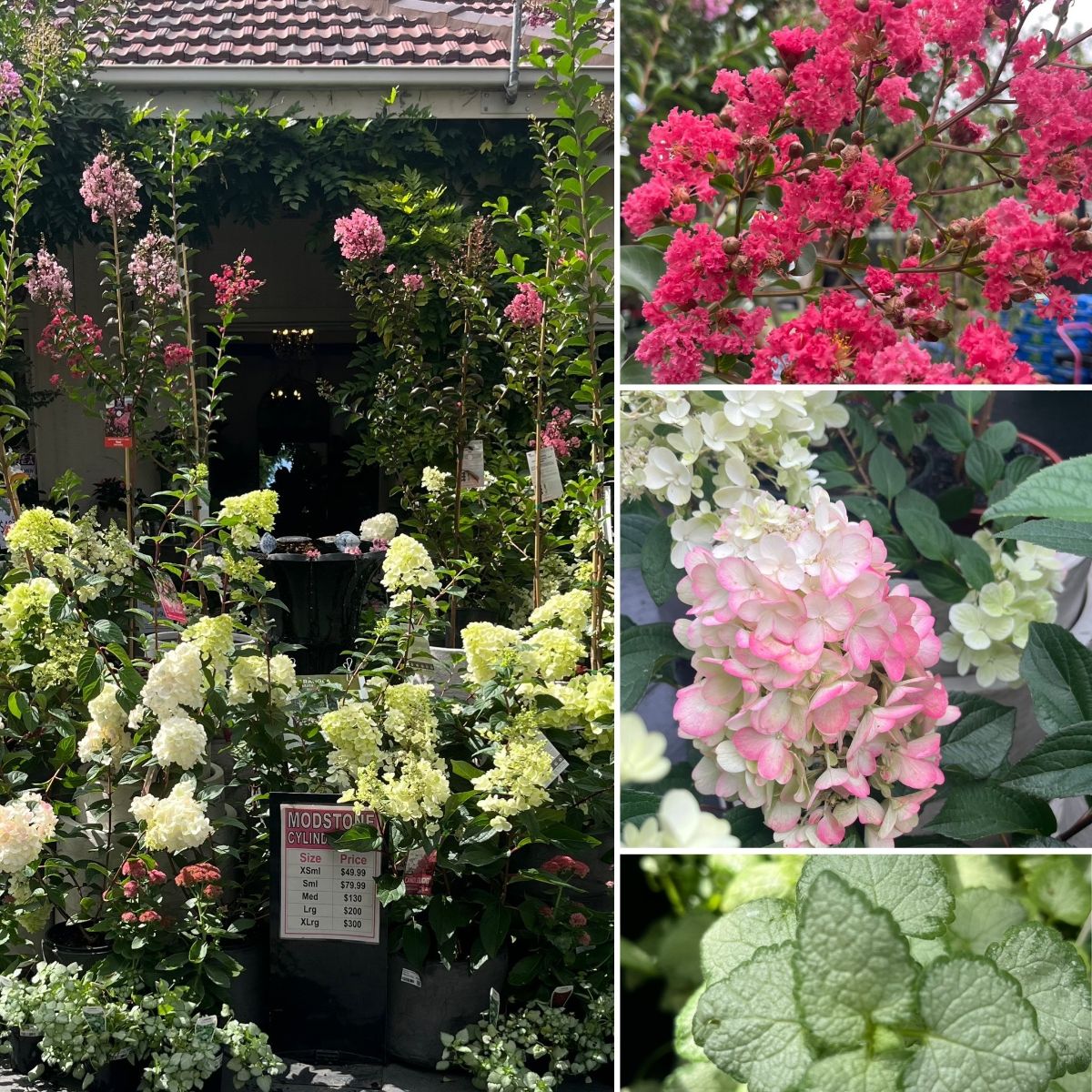 Fab Flowers & Sweet Pea Planting Time!