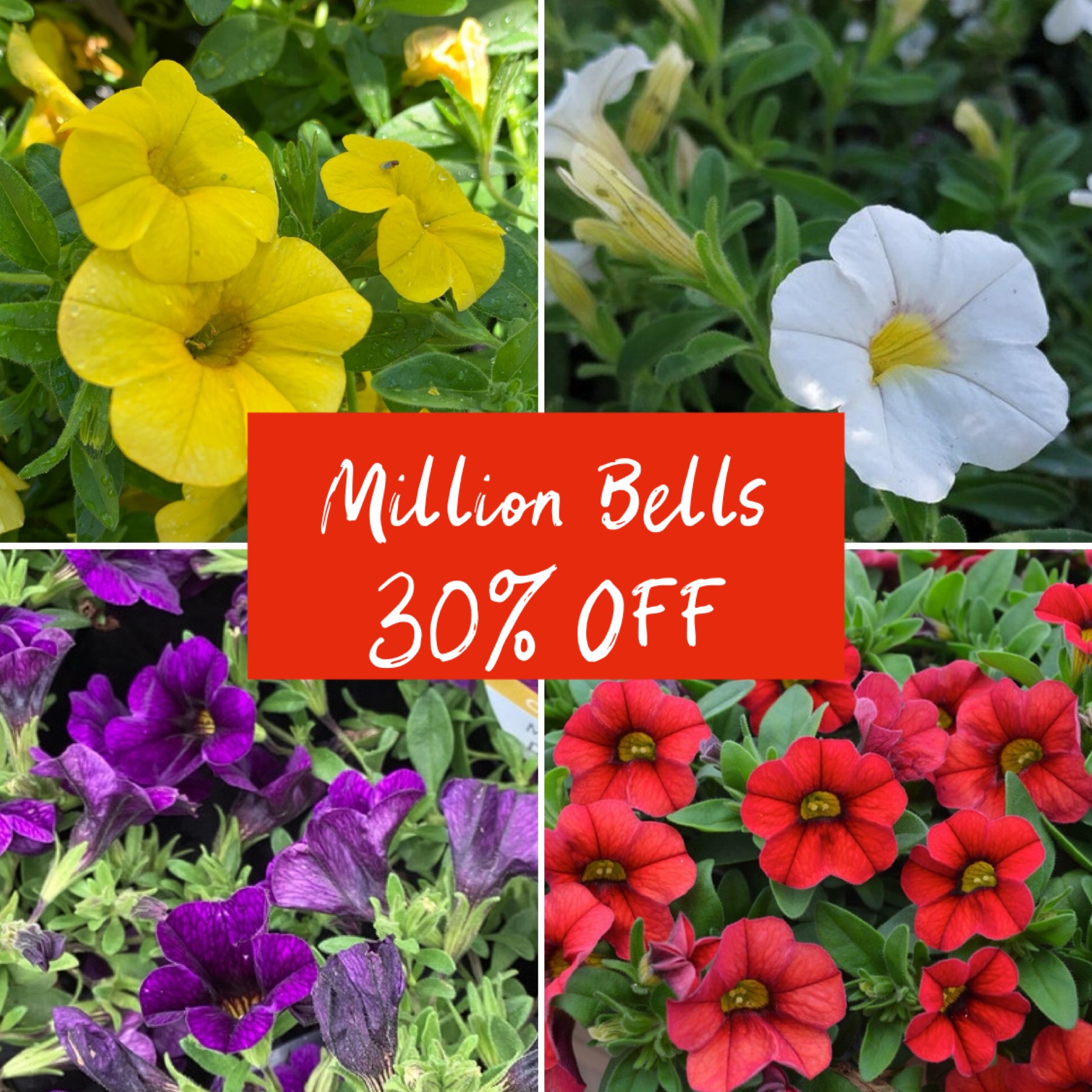 30% OFF MILLION BELLS & CLASSIC AUTUMN BLOOMS