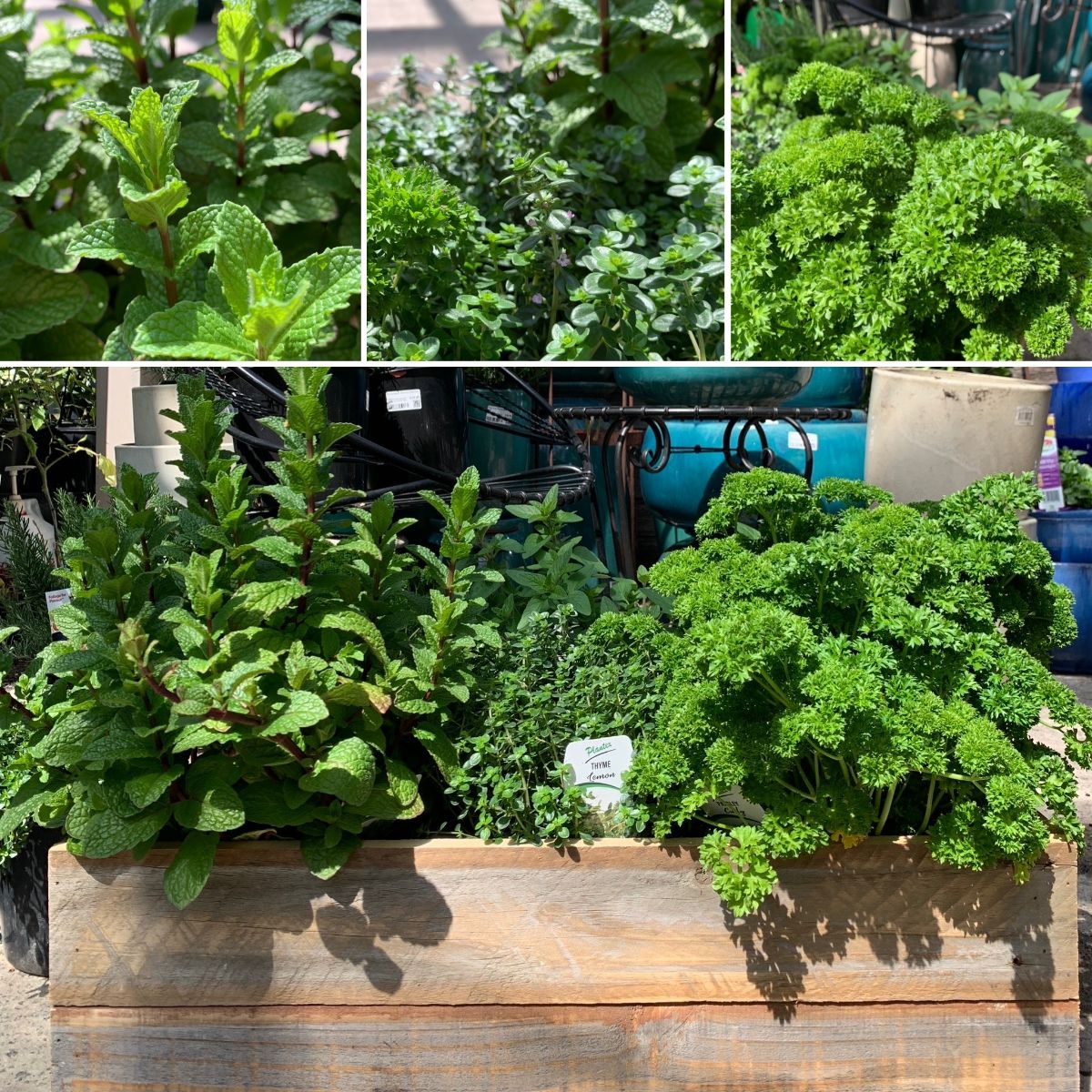 Plant a Herb Trio for your Grand Final BBQ!