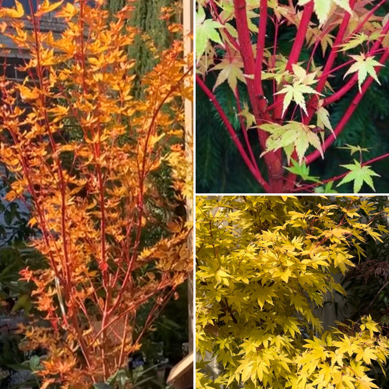 WARM & FRESH AUTUMN COLOUR