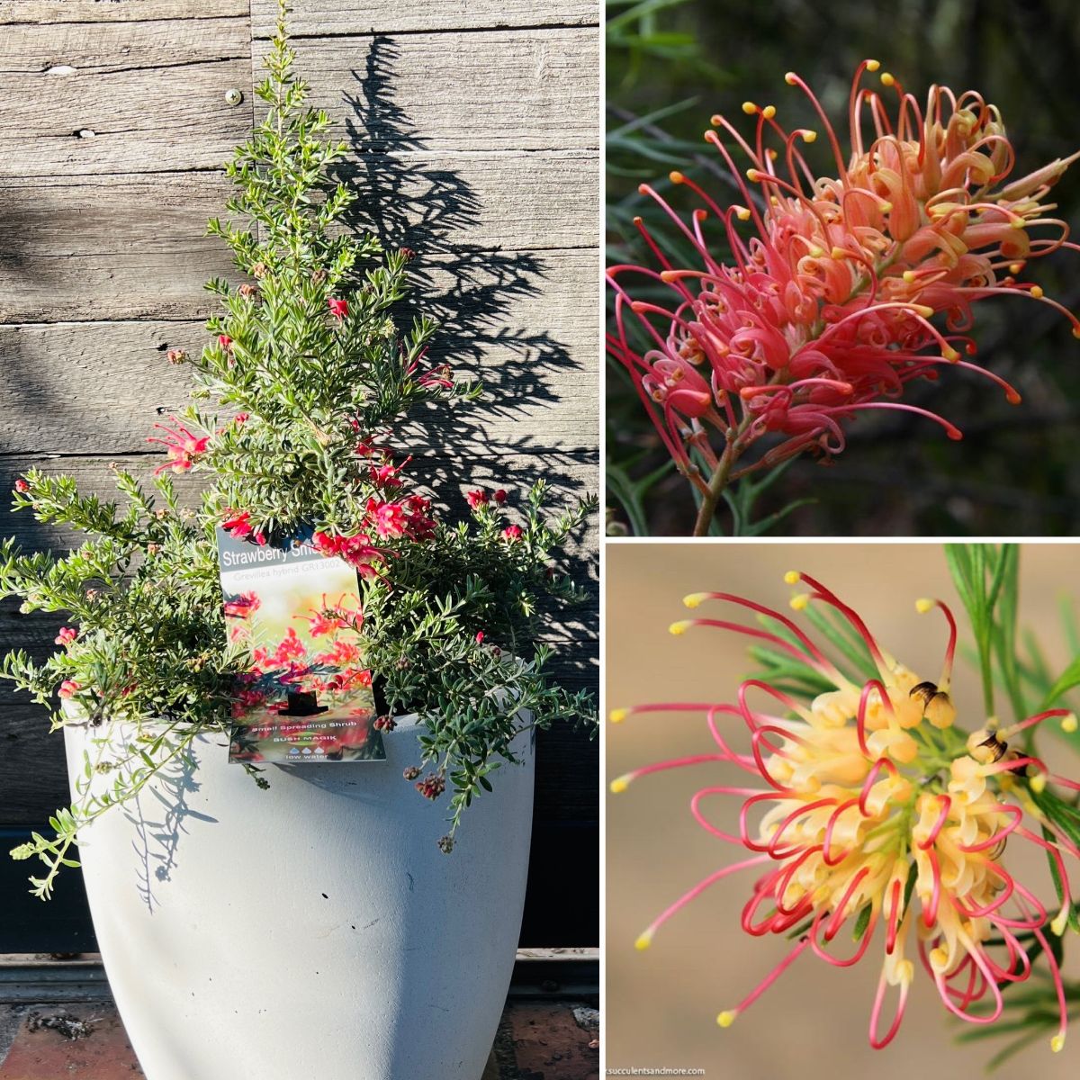Sweet Caroline, Gorgeous Grevilleas & Sunrise Daisies