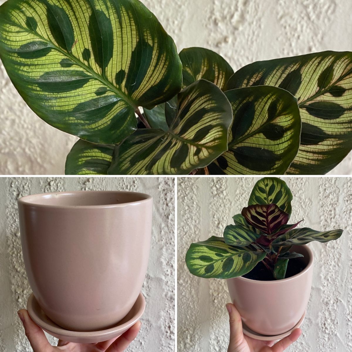 Winter Floral Profusion + NATIONAL TREE DAY THIS SUNDAY