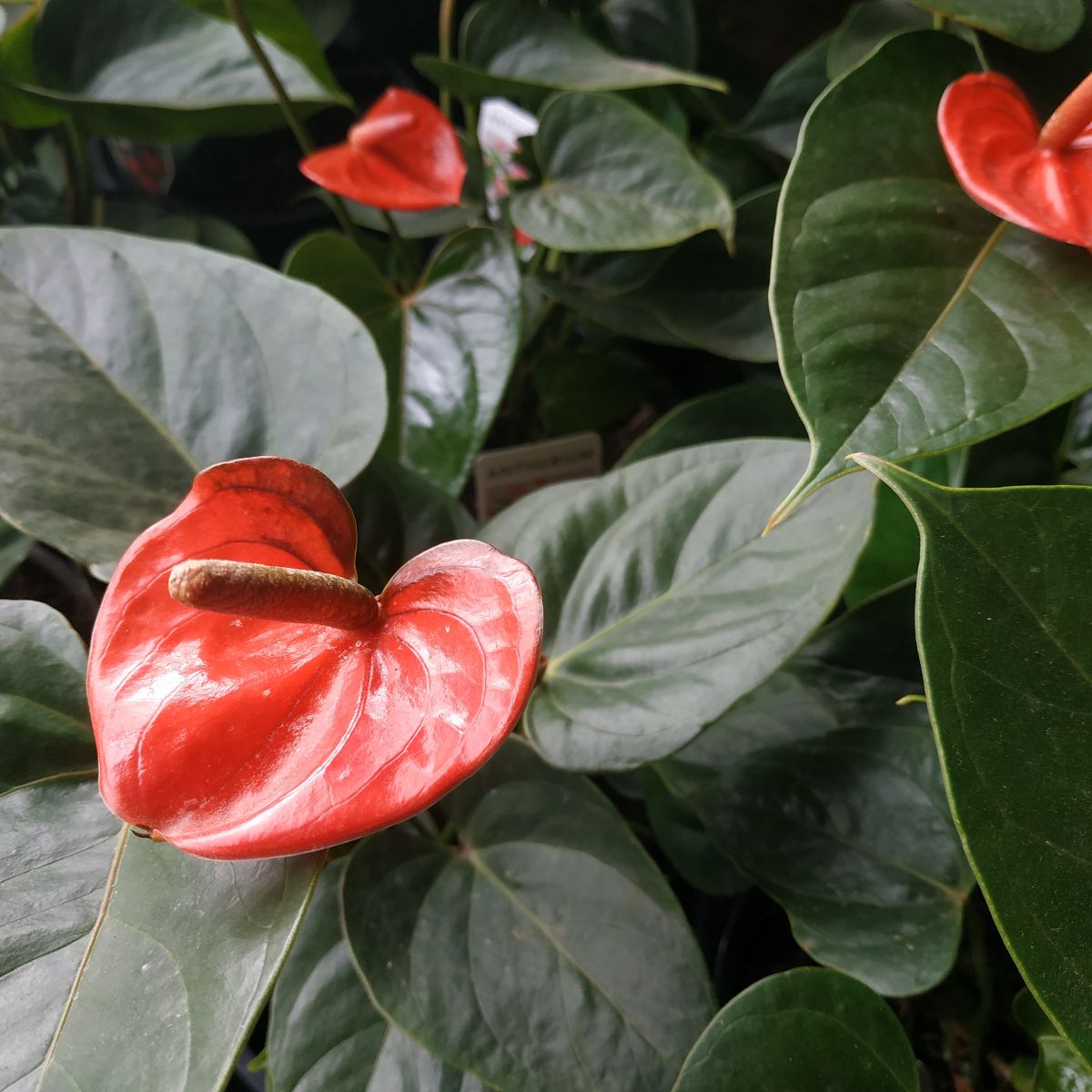 Flamingos Are Back, Fired Up TRIO& New ZZmini