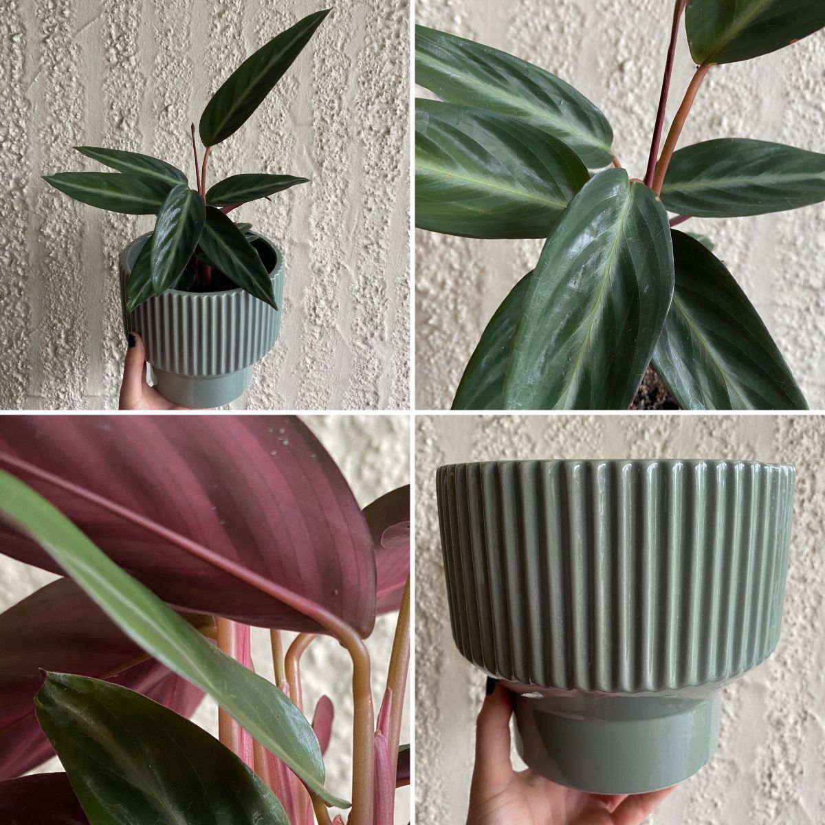 Vivid Gifts, Fancy Indoors & Fabuolous Shady Combo