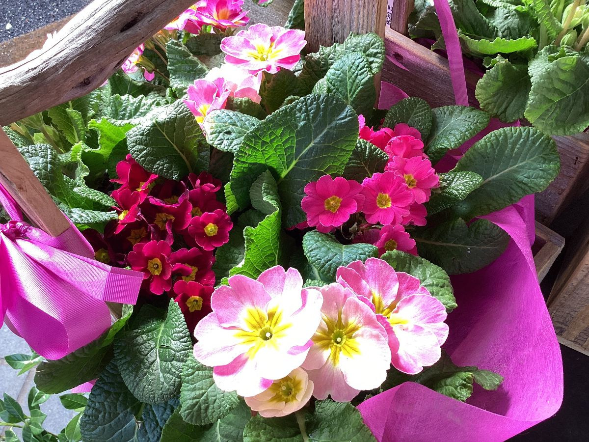 Berry Beautiful Winter, Freddy & Blueberry Blast