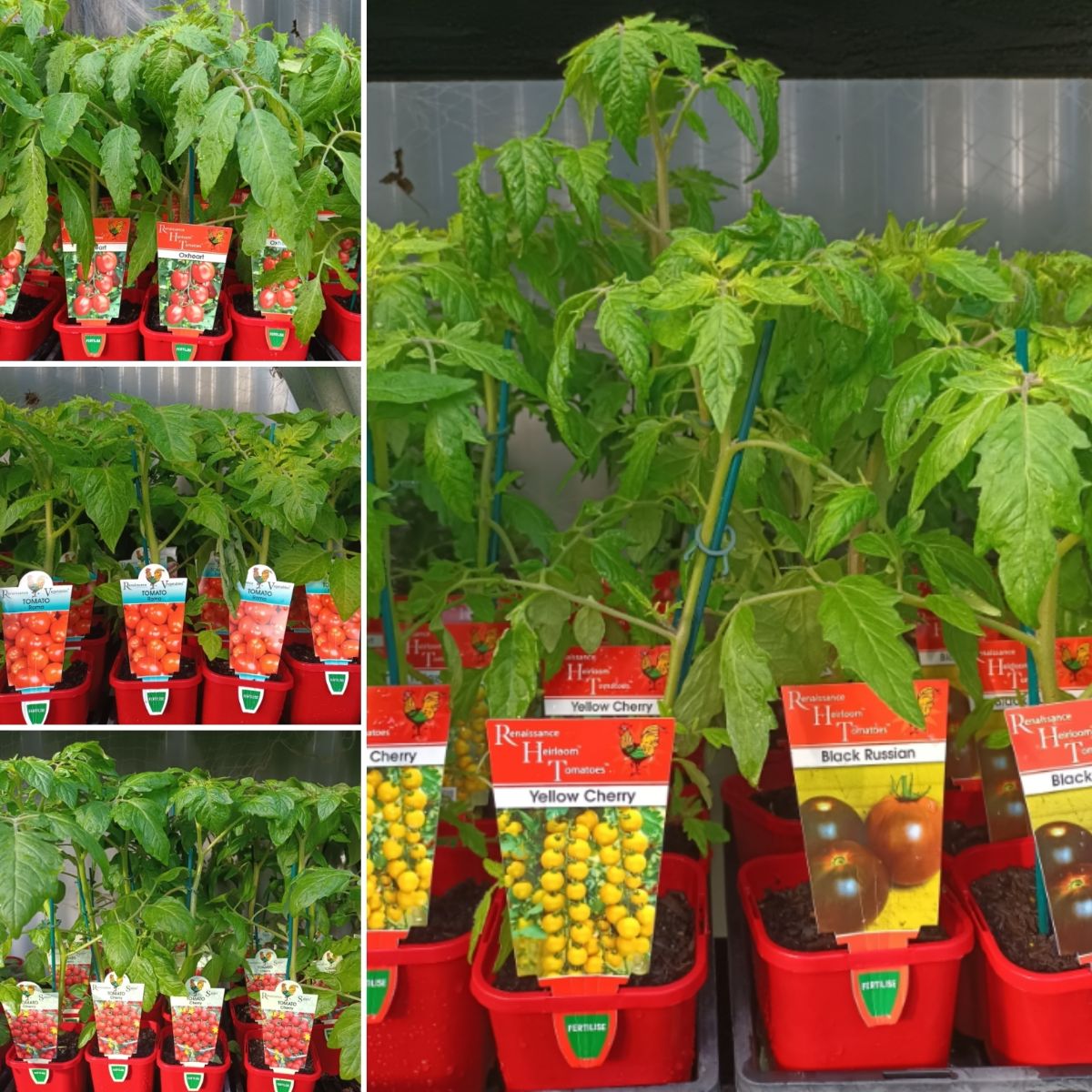 TOMATOS ARE HERE! Healthy Greens. Creative INDOORS