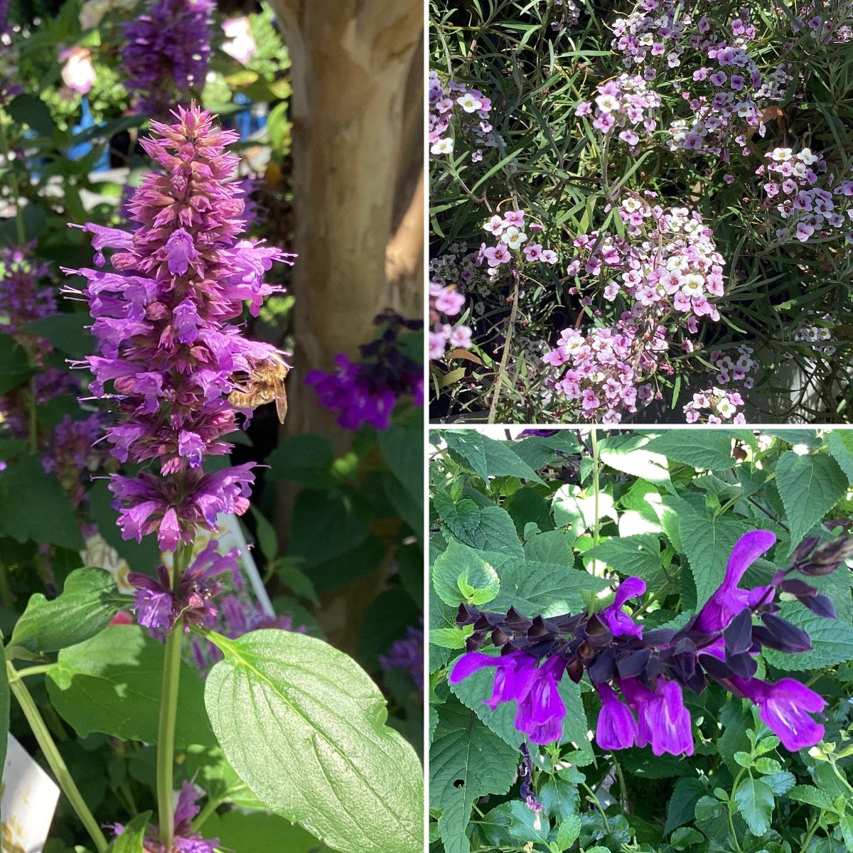 PRETTY POLLINATORS & Fantastic Phildendrons