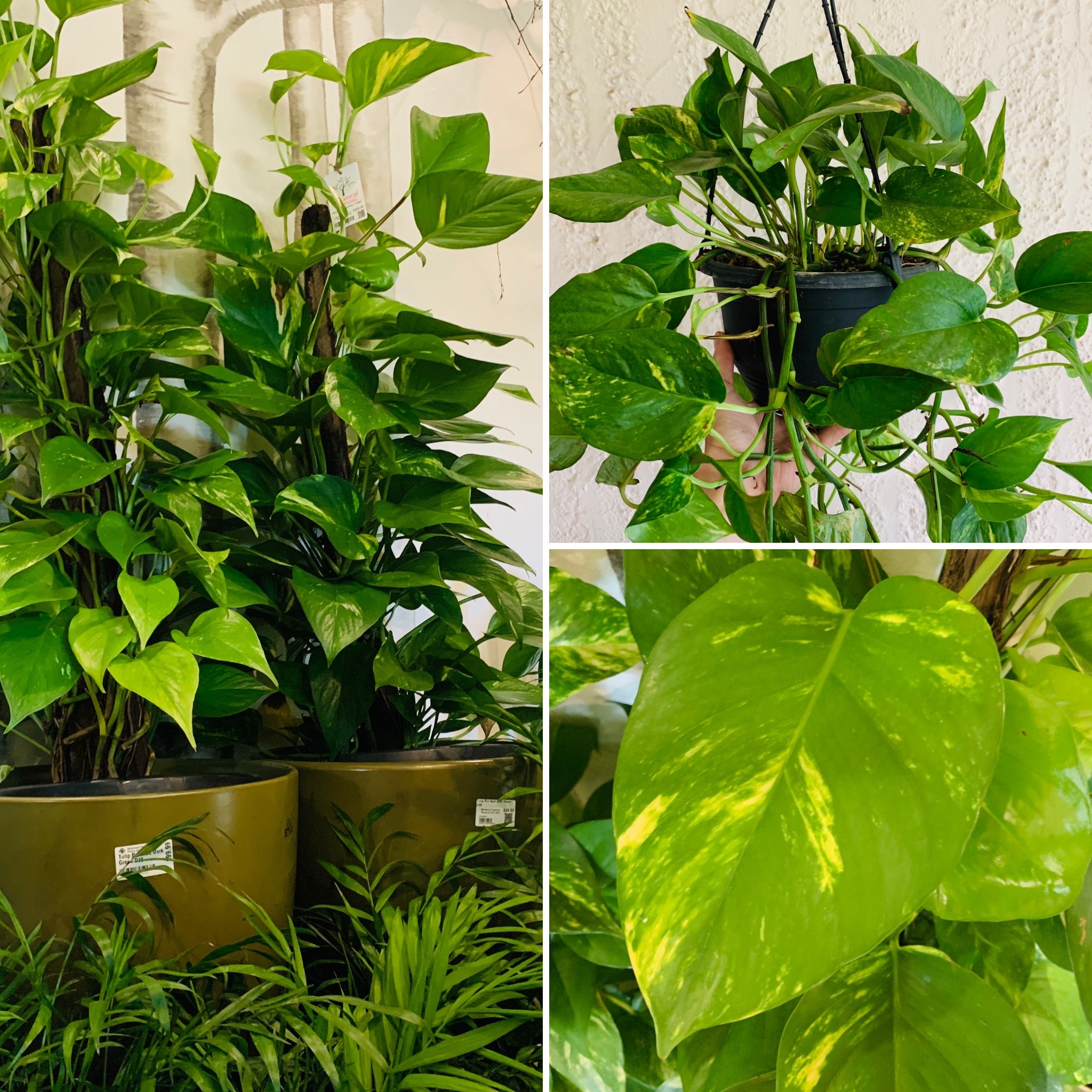 Terrarium Treats, Versatile POTHOS, Create a garden that GLOWS