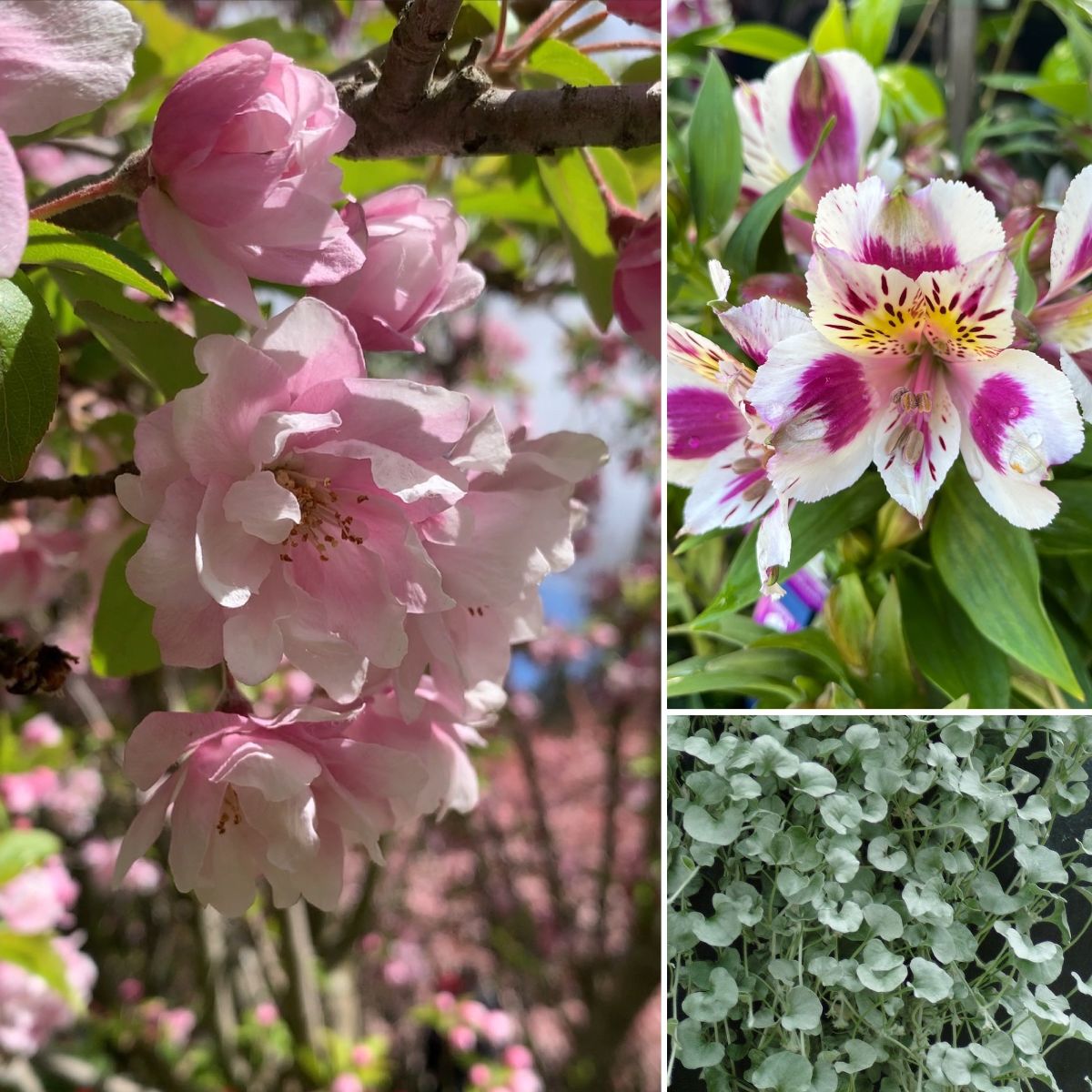 NEW BEE PINK- Silver & Blossom- Bella Pots