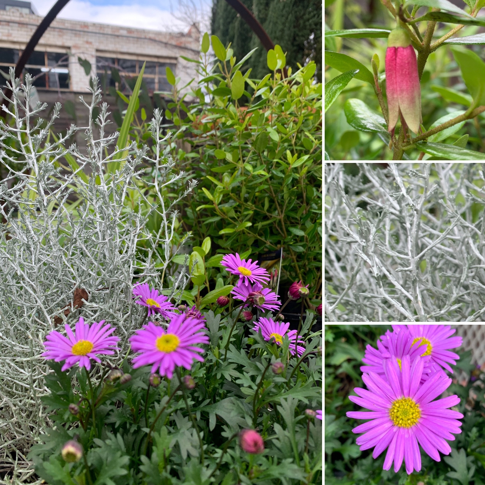 Pretty Primula , Duffi & Rabbit Fern