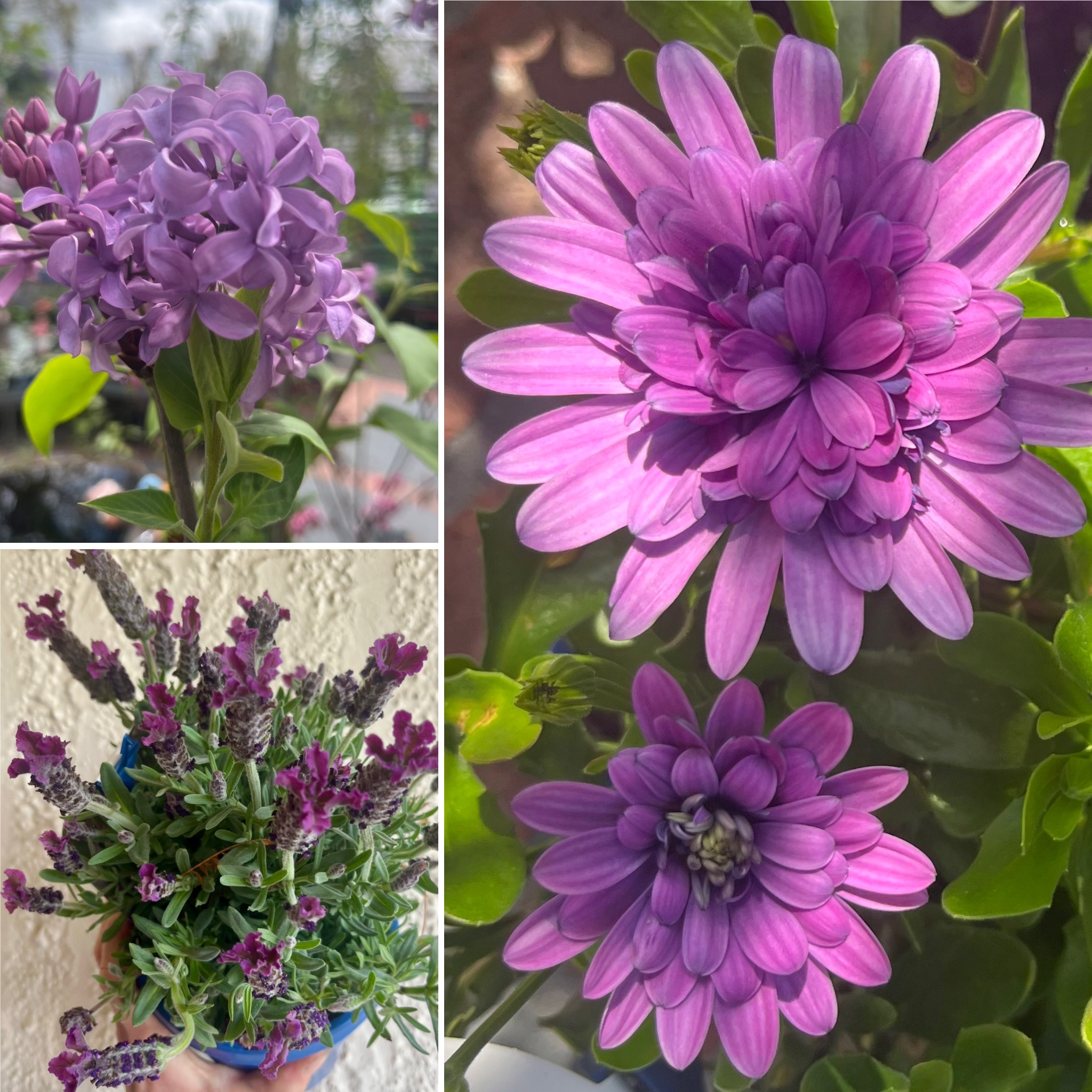 Lovely Lilac, Lavender & Violet