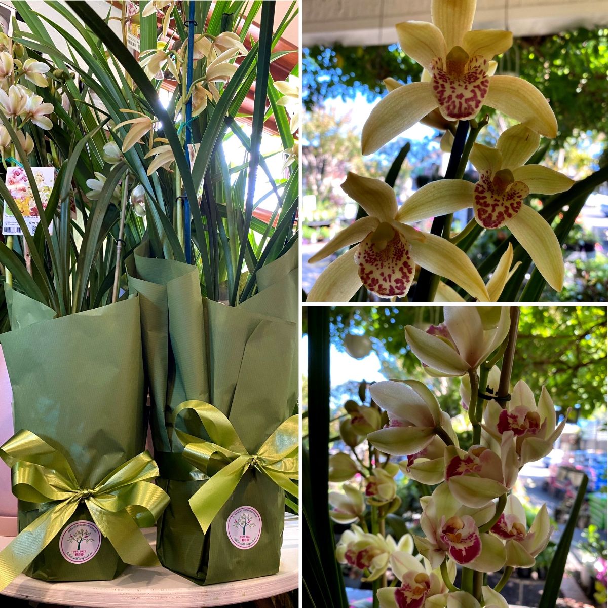 Cymbidium Orchids Arrived & Native Beauties