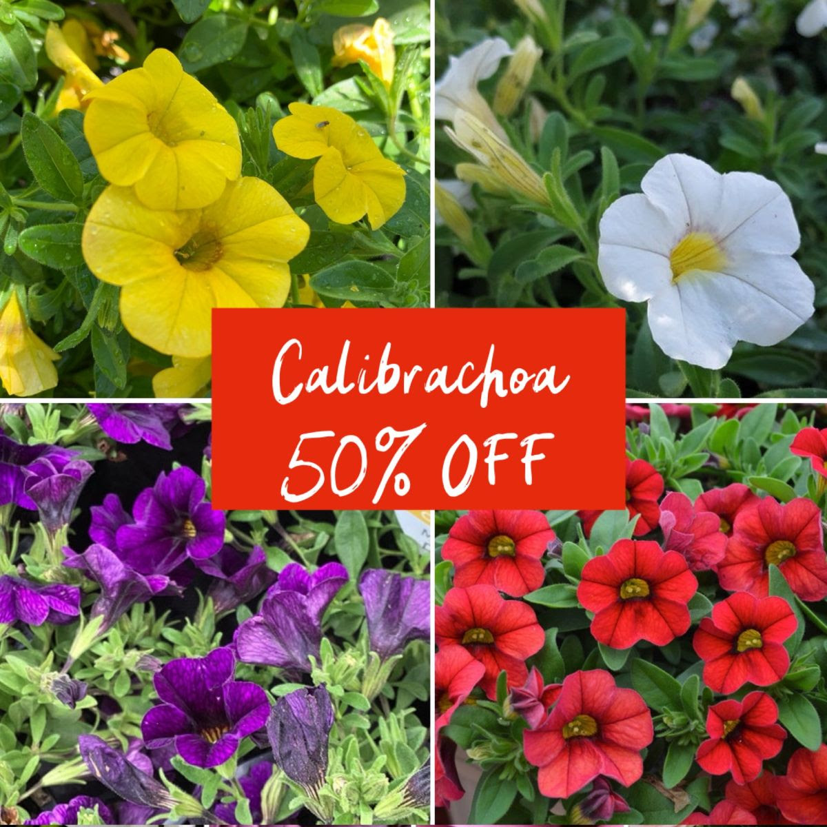 Blooms High & Low PLUS STOCKTAKE SALE CONTINUES