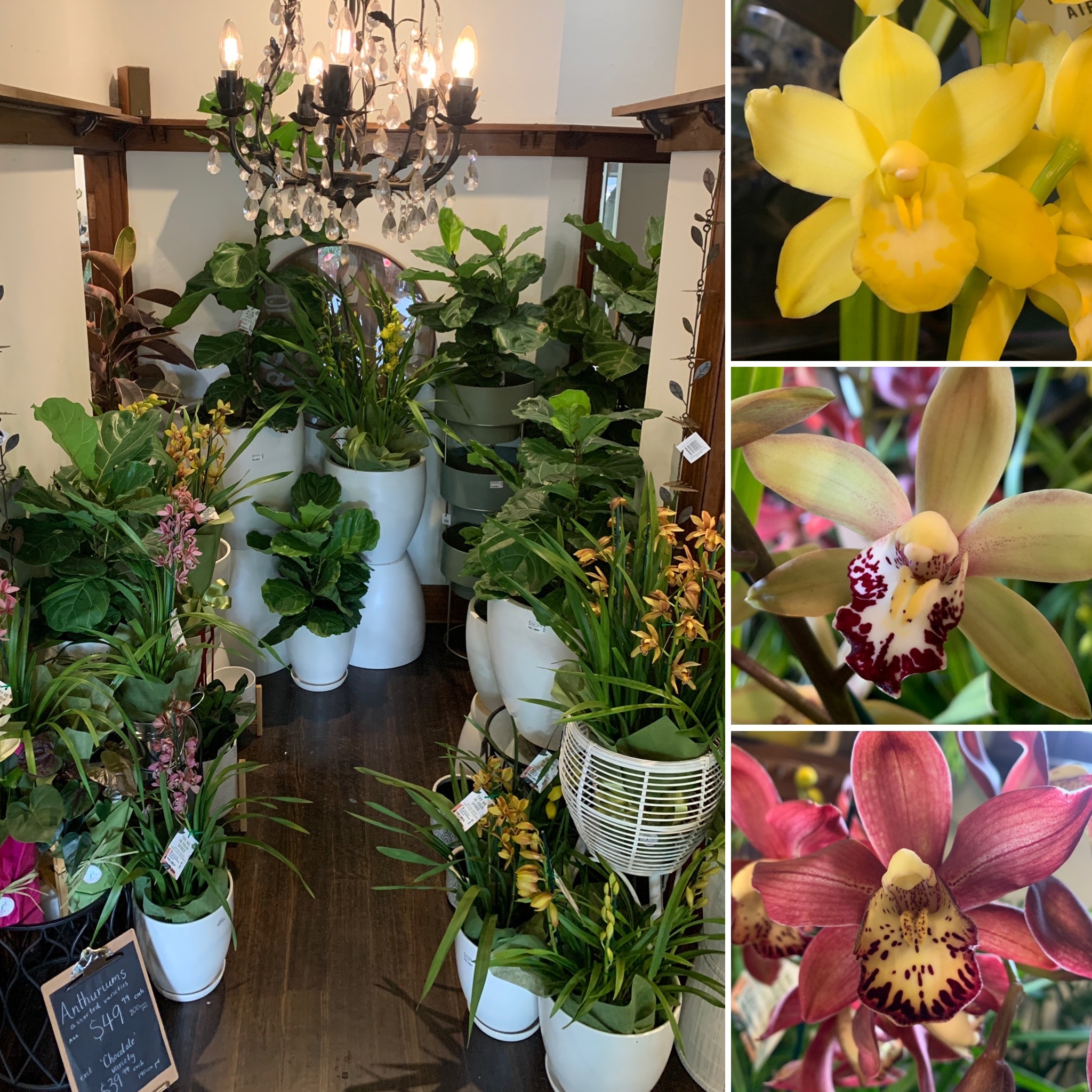 Bulbs and Beautiful Orchids