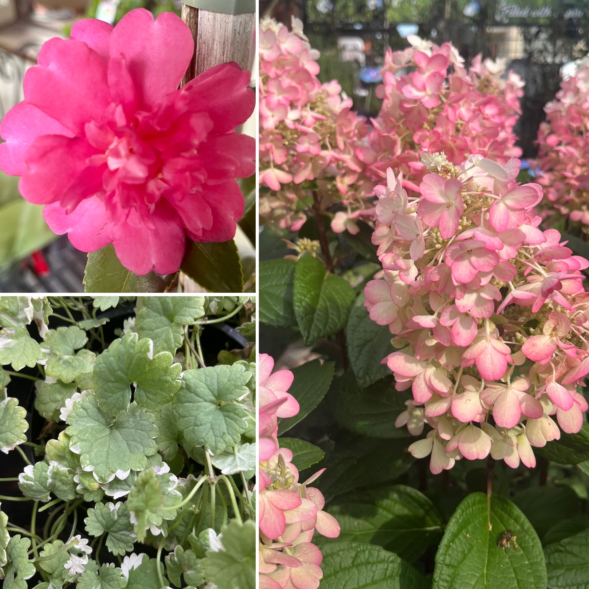 DECO Indoor hangers & Beautiful in BLOOM