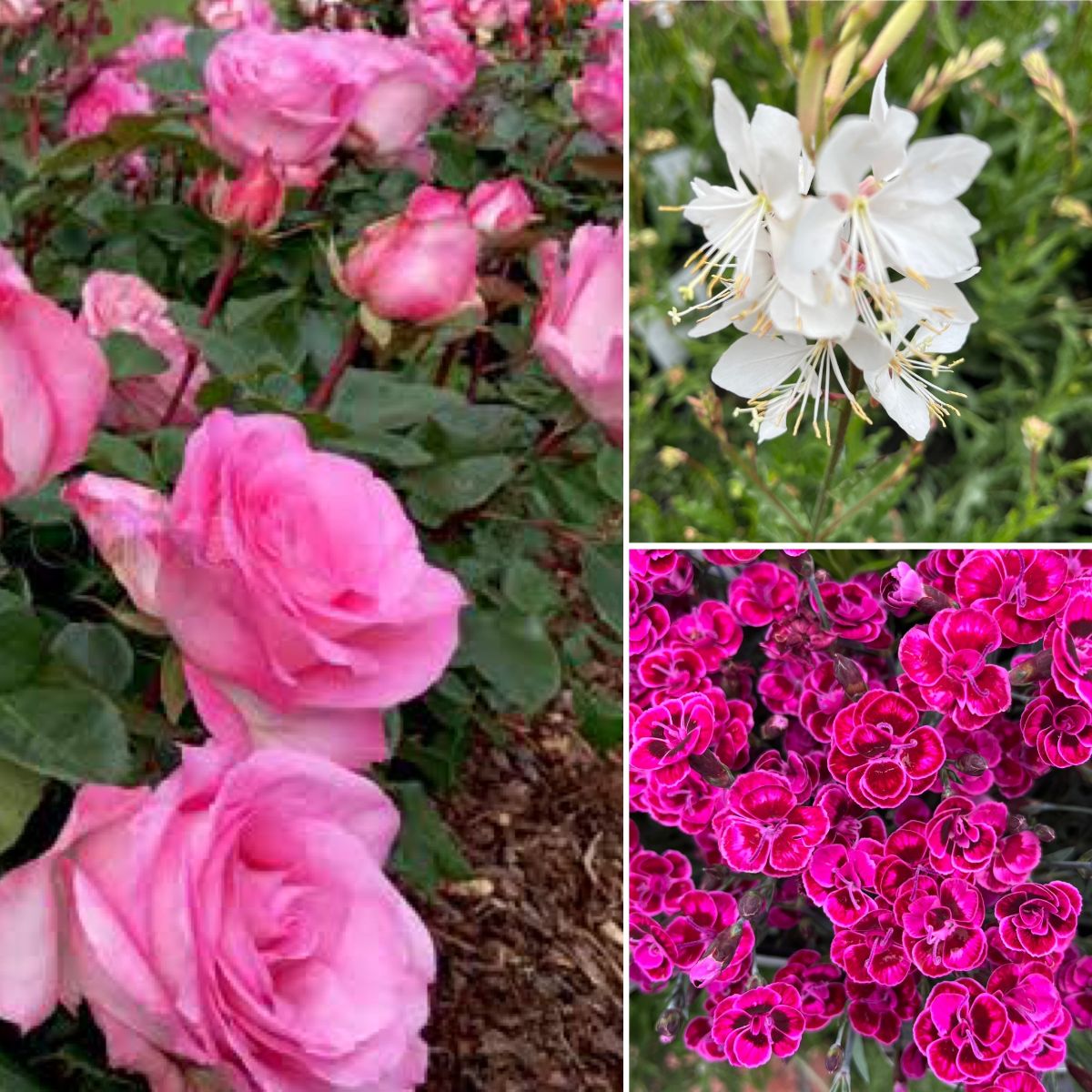 PASSION & PURPLE Carnations & Roses
