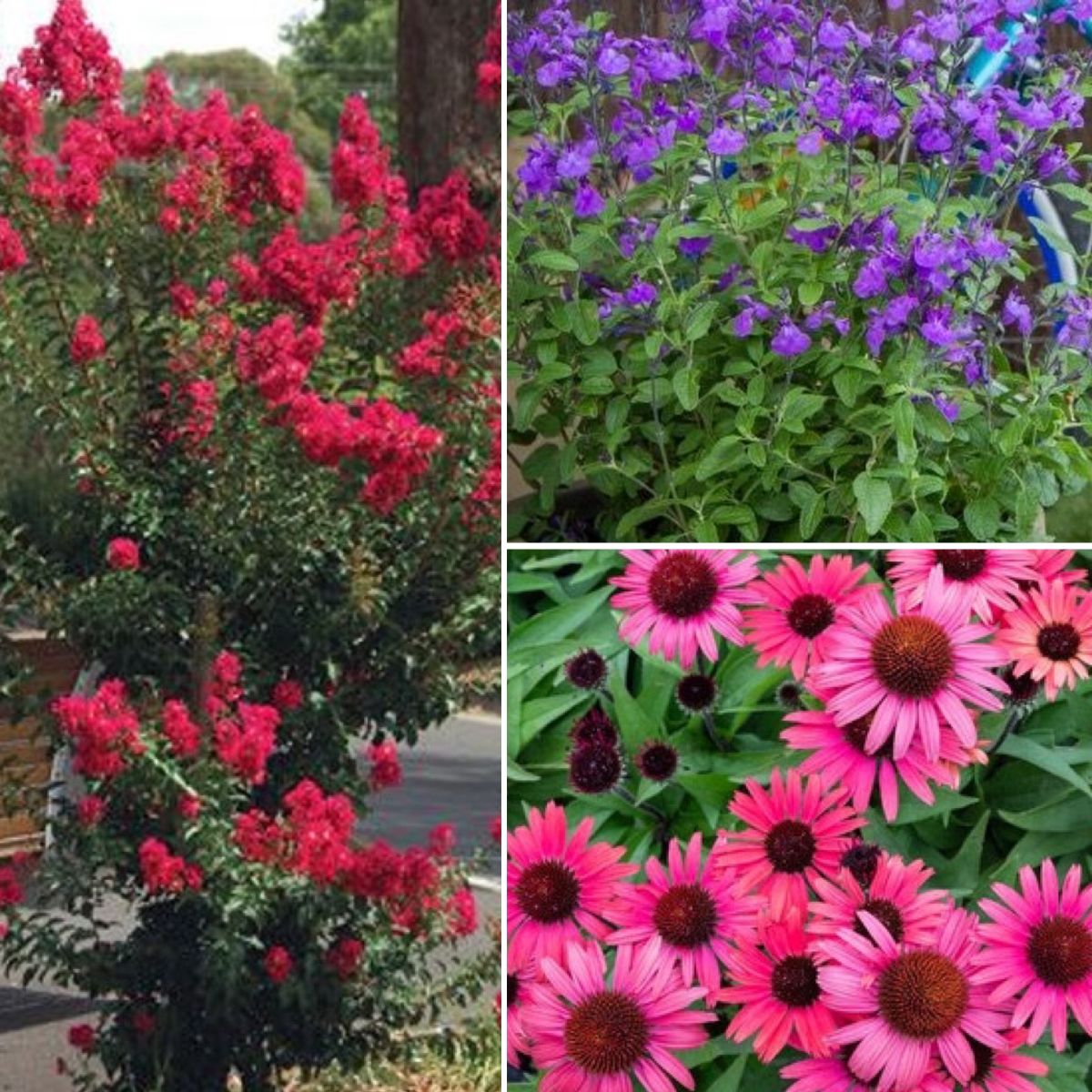 Spectacular Summer Colour & 30% OFF CYLINDERS