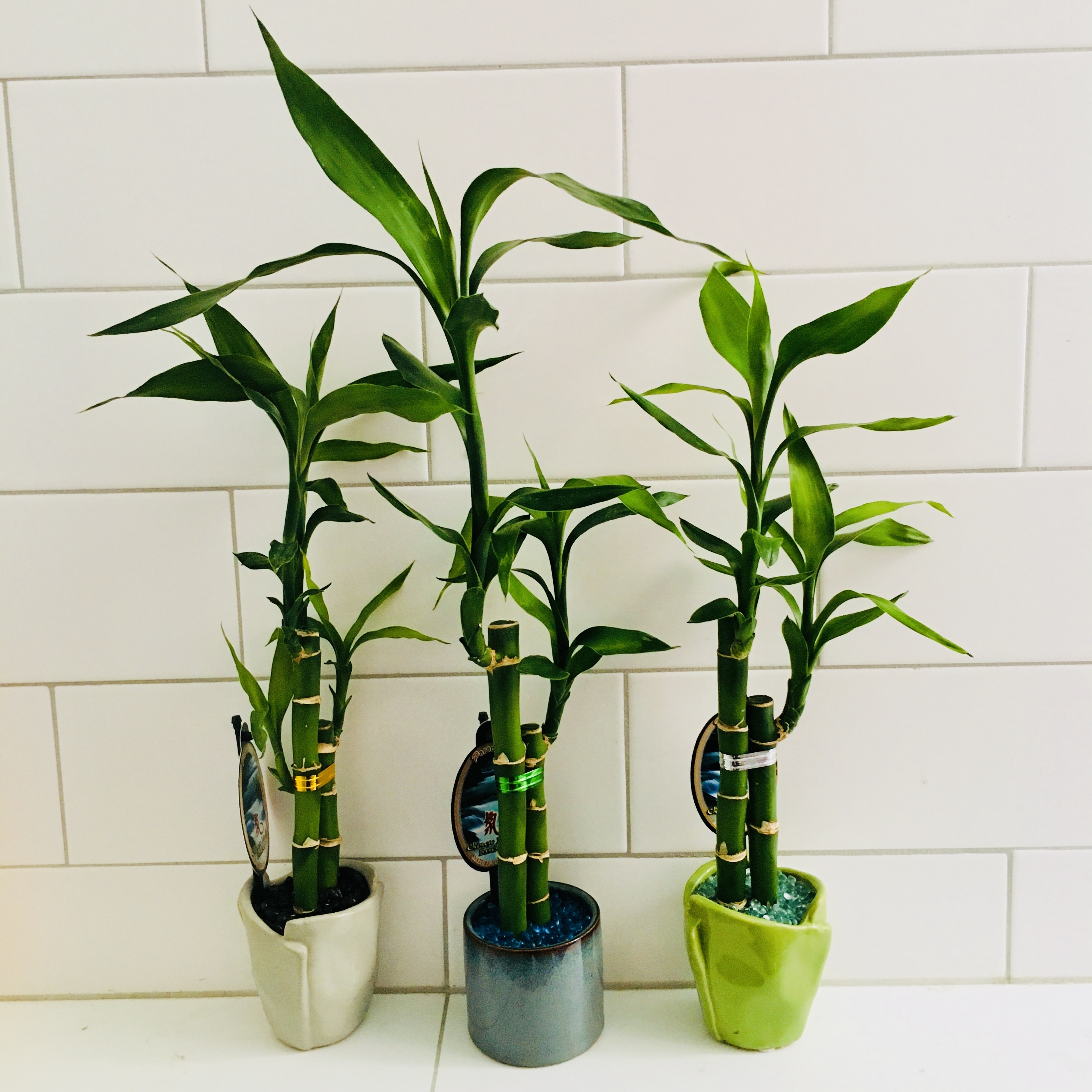 HAPPY NEW YEAR SAVINGS