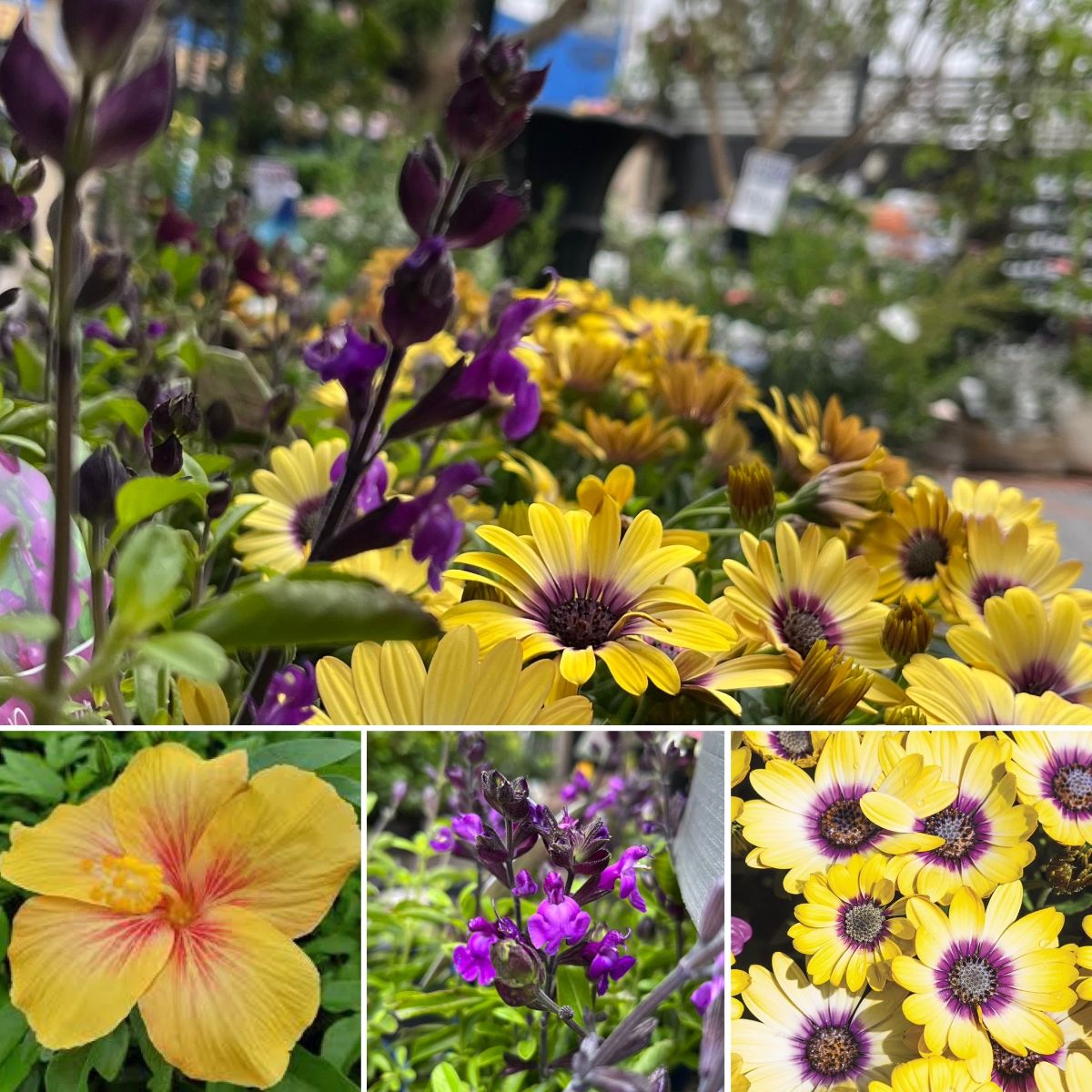 Sunshine on a Cloudy Day & National Gardening Week