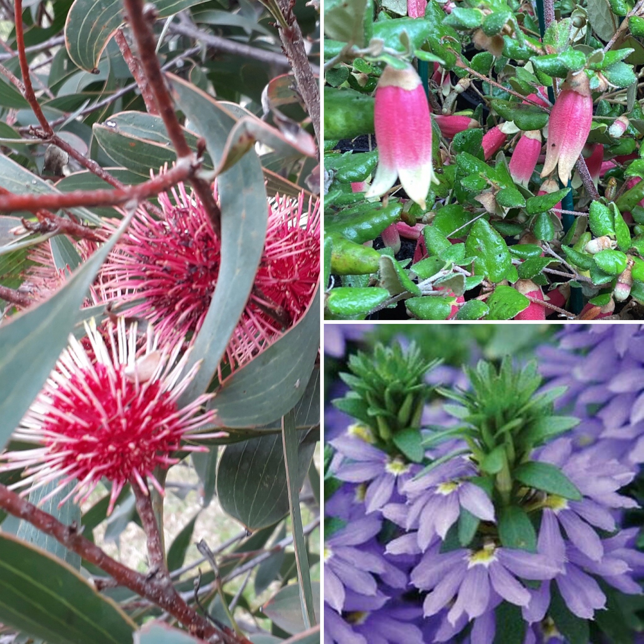 Peace - Lure the WILDLIFE & Clean the air!