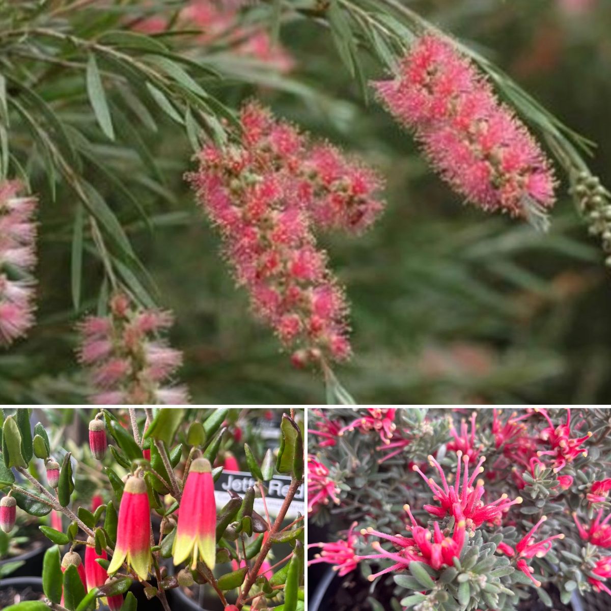 POP of Native Colour & Double?Lavender