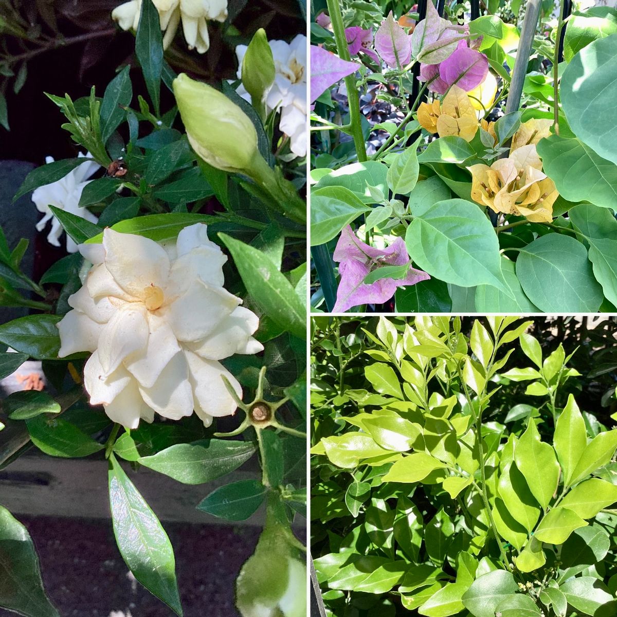 Stunning Summer Perfume & Stylish Maranta BLACK