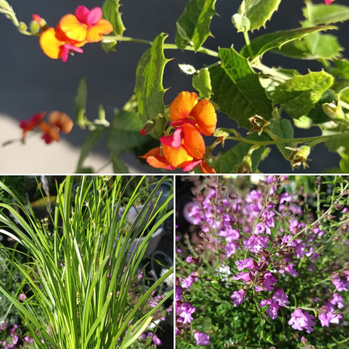 Wonderful Wax Flowers & Welcome to the Jungle!